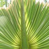 lt= A green timucua leaf