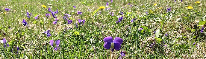 Short purple and yellow flowers are see in the green grass of a backyard