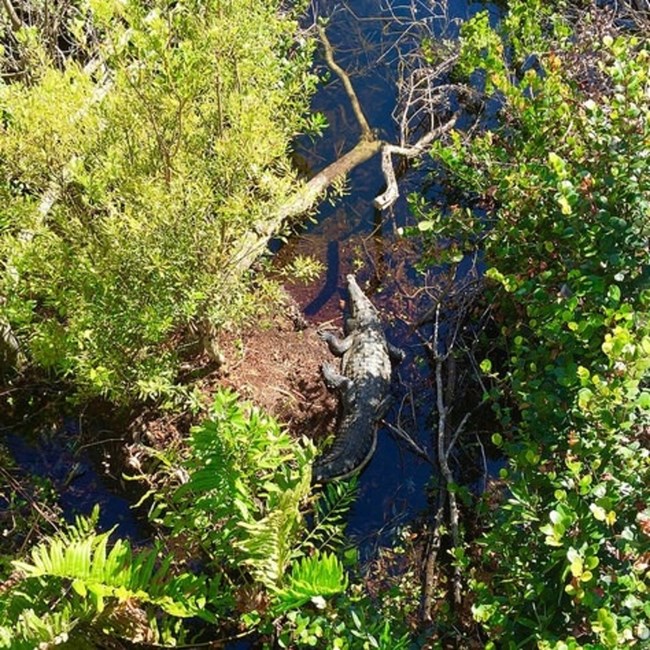 Alligator surrounded by a pond and green vegetation.