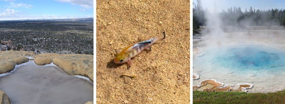 Series of pictures: 1. Small pool of water in a sandstone rock, 2. A small brown fish on the bottom of a sand bed, 3. A blue toned hot spring steaming.