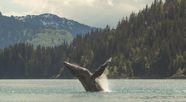 A humpback whale breaches in Glacier Bay surrounded by mountains