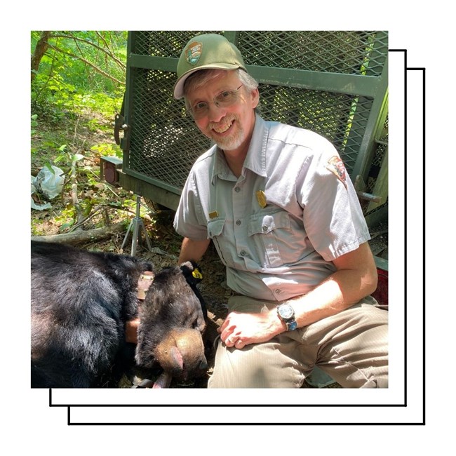 A smiling man with grey hair, beard, and glasses wears a national park service uniform and sits next to an unconscious black bear with collar and ear tag