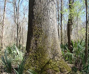 Green Ash-Overcup Oak-Sweetgum Research Natural Areas - Mississippi River