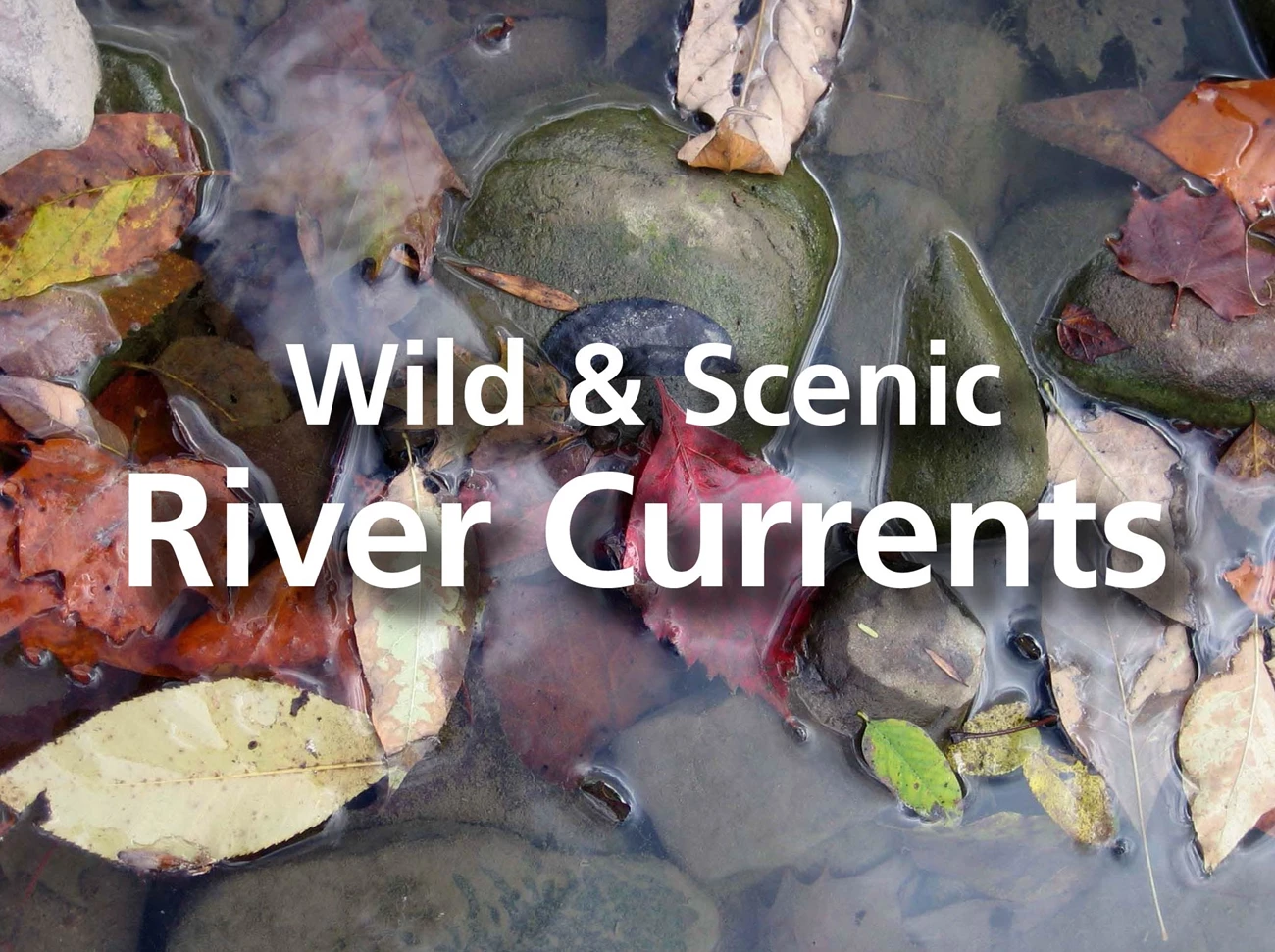 River Currents 2021 colorful leaves in shallow water with title "Wild & Scenic River Currents"