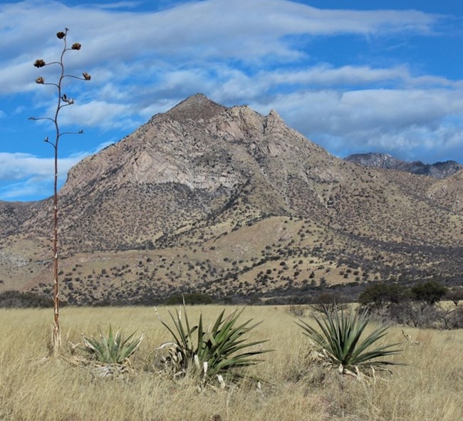 View of a brown-colored mountain dotted with green vegetation under a cloudy, blue sky. The foreground includes grasses and three plants with thick, spear-like leaves. View of a brown-colored mountain dotted with green vegetation under a cloudy, blue sky. The foreground includes grasses and three plants with thick, spear-like leaves.