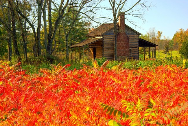 In the foreground is bright red sumac. A log cabin stands behind the sumac, next to a wooded area.
