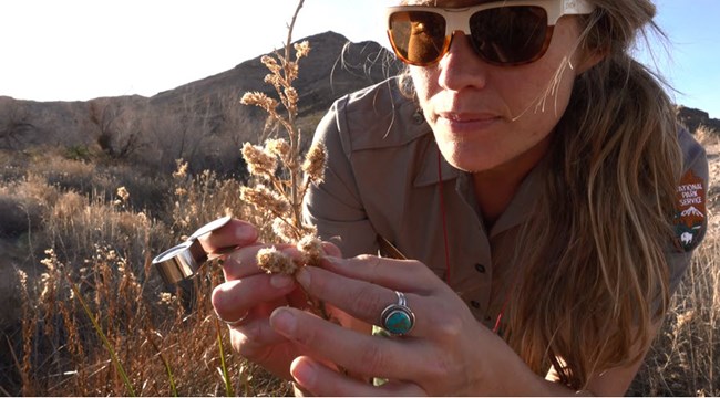 A botanist closely examines a plant