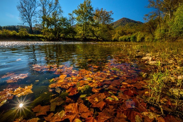 Colorful fall leaves floating on a still pond