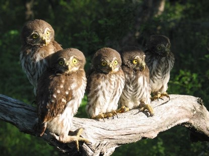 Five fledgling owls sitting on a gnarled branch