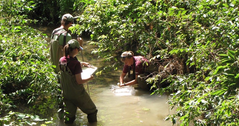 Three researchers wading in a small stream to sample invertebrates