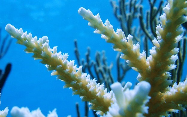 Sealife in blue water. Staghorn coral (Acropora cervicornis) is a fast-growing coral species. Sealife in blue water. Staghorn coral (Acropora cervicornis) is a fast-growing coral species.