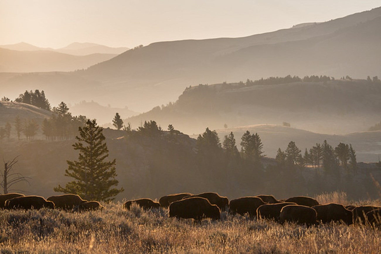 Bison grazing on a ridge in Yellowstone