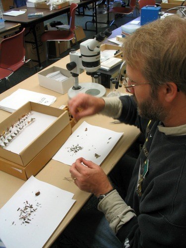 A researcher examines and prepares insect specimens