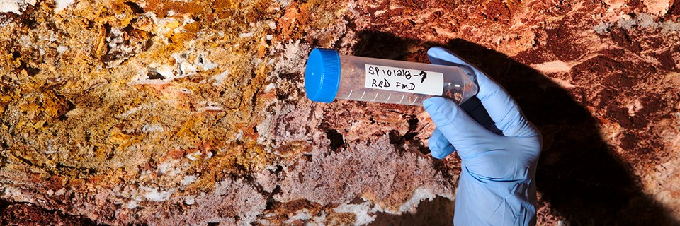 Bacterial Products, Spider Cave, Carlsbad Caverns National Park. A right hand in a light blue surgical glove holds a test tube with a bright blue cap. The test tube contains a few small orange nodules. A white label with black writing reads “SP101218-7 ReD FmD. The background is a rough appearing rock-like surface of