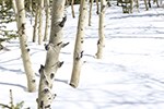 lt= Aspens at Rocky Mountain National Park