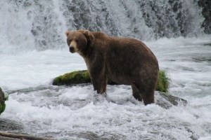 A large brown bear stands on a rock surrounded by rushing current in the middle of a river.