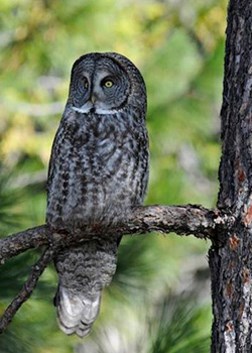 A great gray owl sits perched on a tree branch surveying its surroundings.