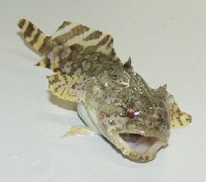 https://www.nps.gov/subjects/sound/images/300x264_gulftoadfish_lg_TexasParksandWildlife.jpg?maxwidth=1300&maxheight=1300&autorotate=false