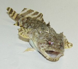 Fish with camouflaged brown pattern and red eyes