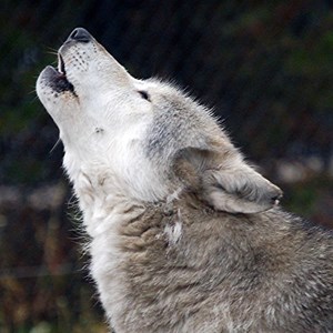 300x300_Wolf_CR_WorldEntertainmentNewsNetwork_purchased