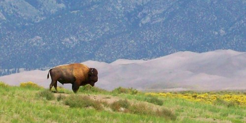 Bison in grassy field, with sand dunes and mountains in background