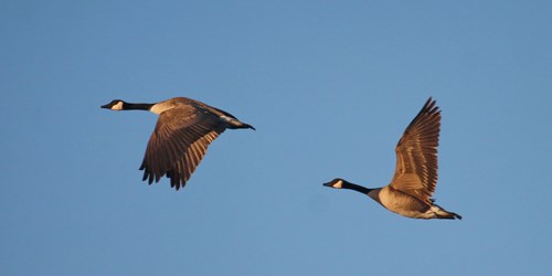 Two Canada Geese flying against a blue sky.