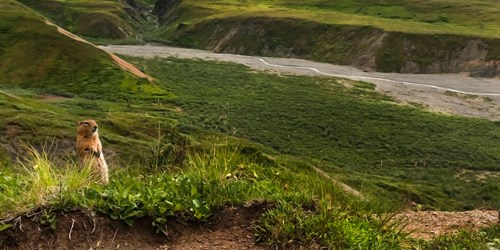 A squirrel standing on its hind legs looks out over a lush green river valley