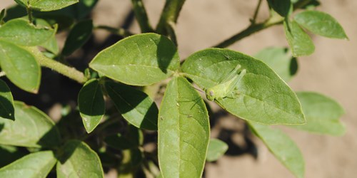 A green grasshopper camouflaged on a green leaf