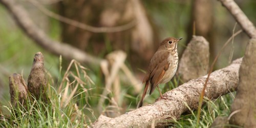 Small brown and white bird perched on a log.