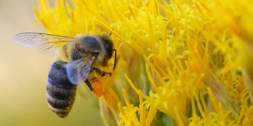 Honey bee hovers next to yellow flowers