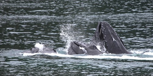 Humpback whales partially out of the water
