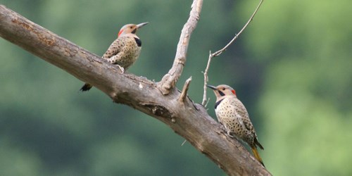 Two woodpeckers perched on a branch