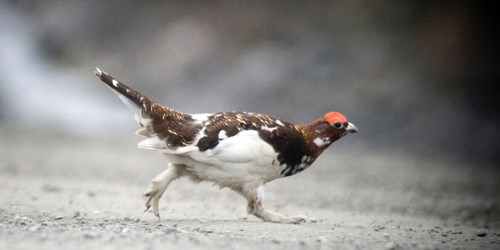 Ptarmigan