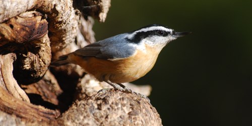 Red-breasted Nuthatch perched