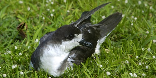 Gray and white seabird resting on grass.