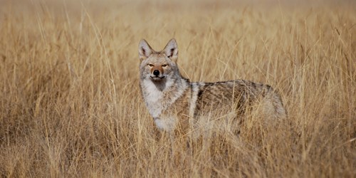 coyote in tall grass