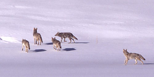 Four coyotes traveling across a snowy landscape