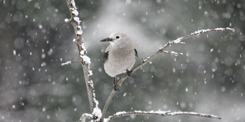 Clark's Nutcracker perched on branch in snow.