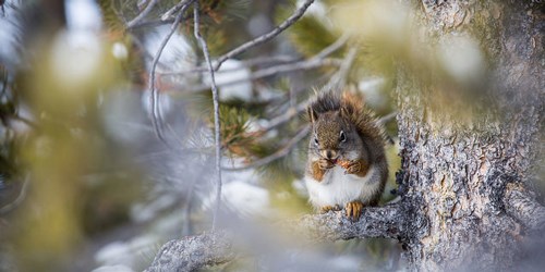 Squirrel sitting on a branch of a pine tree, eating