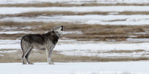 A wolf howling in a snowy field