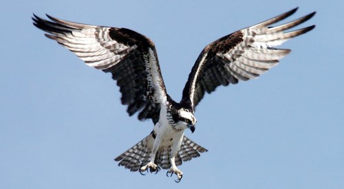 Large black and white bird of prey hovering