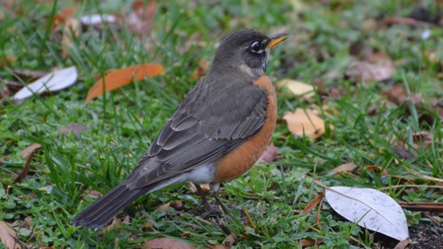 American Robin