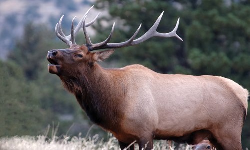 Elk with large antlers bugling