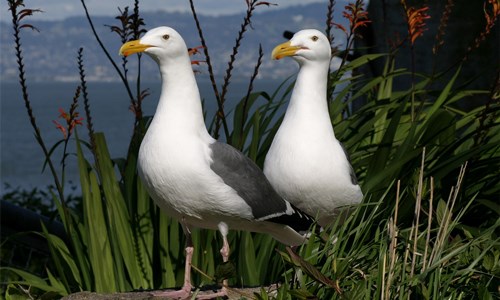 Two Western Gulls standing in a bush.