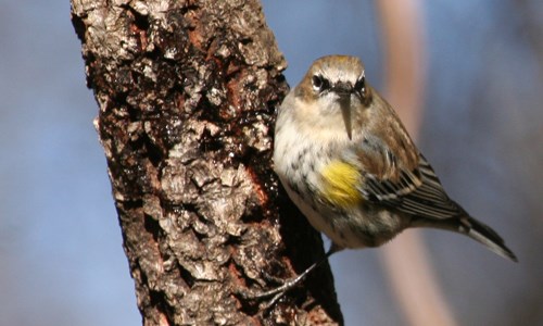 Small bird perched on a branch Small bird perched on a branch
