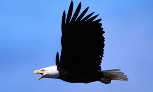 Bald eagle in flight.