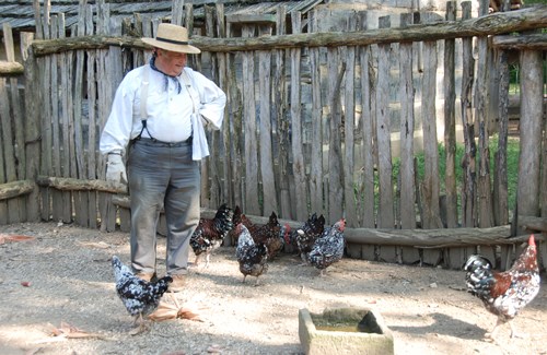 Man in old-fashioned farmer clothing feeds a group of chickens