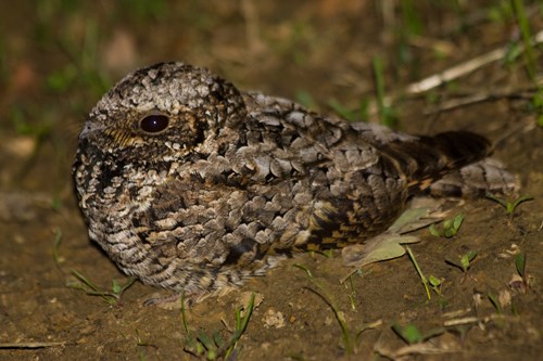 Common Poorwill