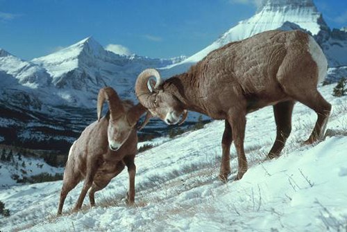 Two male bighorn sheep butting heads on a snowy mountainside