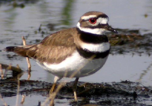Brown and white shorebird standing in shallow water.